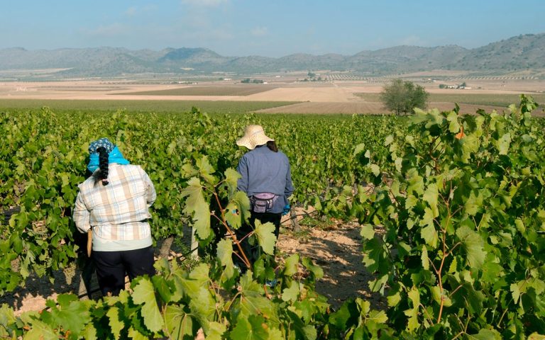 Más de 400.000 euros para la cosecha en verde de 288 hectáreas de viñedo